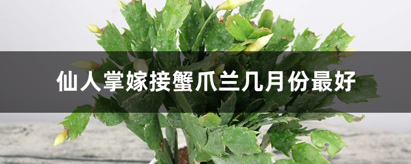 仙人掌嫁接蟹爪兰几月份最好