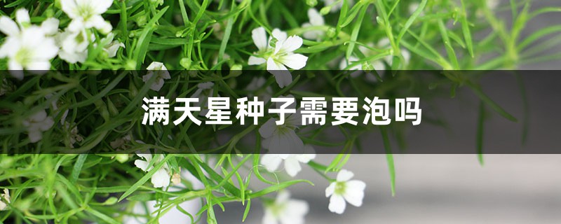 满天星种子需要泡吗