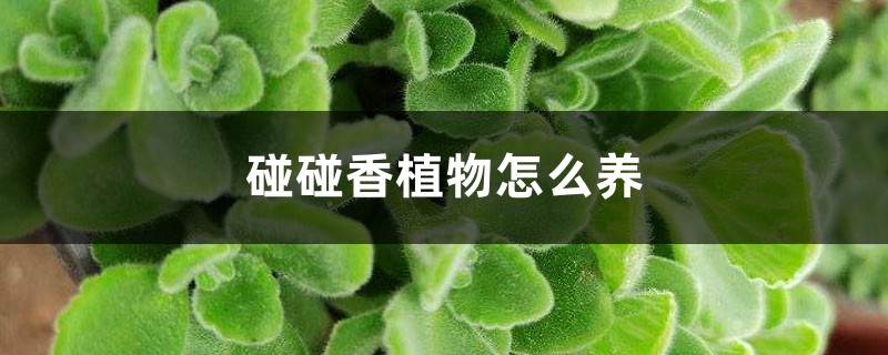 碰碰香植物怎么养