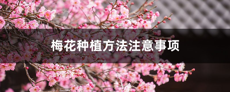 梅花种植方法注意事项
