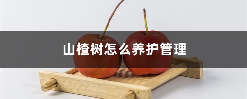 山楂树怎么养护管理，山楂可以盆栽吗