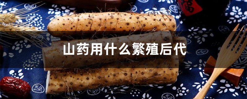 山药用什么繁殖后代，山药在家的种植方法