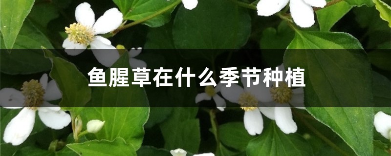 鱼腥草在什么季节种植，怎么种植