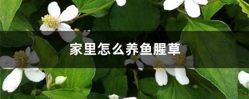 家里怎么养鱼腥草，鱼腥草有毒吗