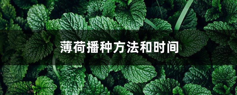 薄荷播种方法和时间，薄荷可以一年四季种吗