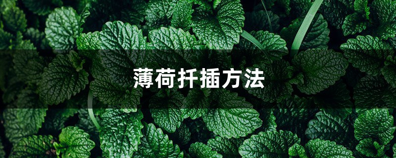 薄荷扦插方法，薄荷扦插多久生根