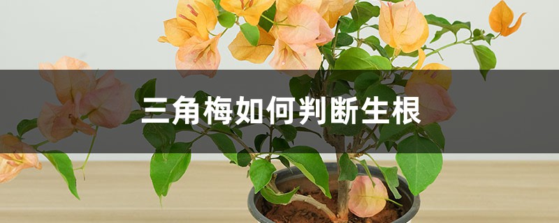 三角梅如何判断生根