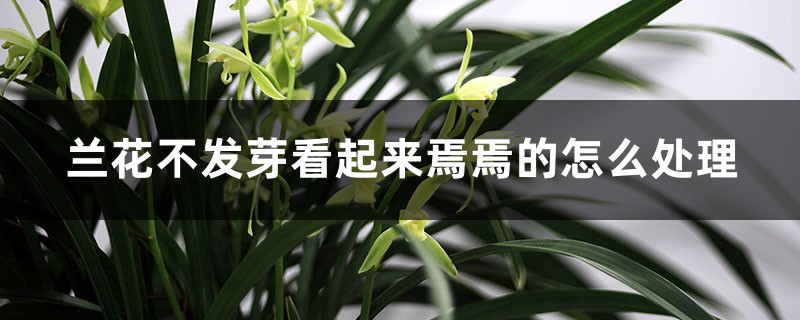 兰花不发芽看起来焉焉的怎么处理