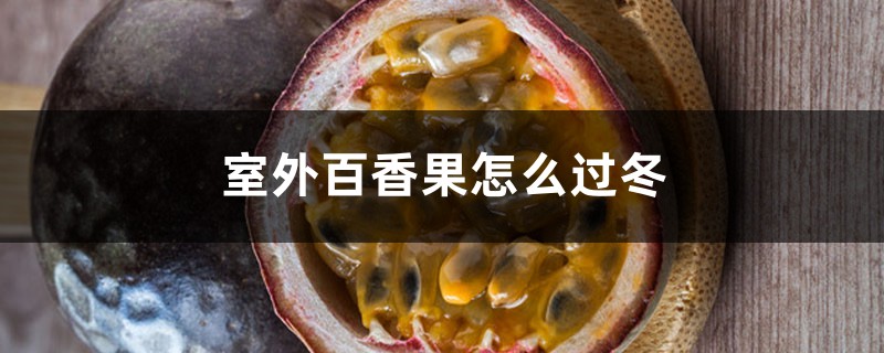 室外百香果怎么过冬，越冬的最低温度是多少