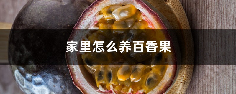 家里怎么养百香果，叶子晒蔫了怎么办