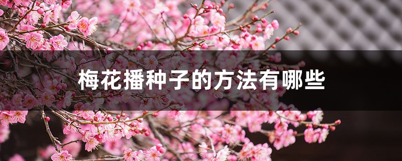 梅花播种子的方法有哪些，梅花播种多久发芽