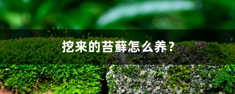 挖来的苔藓怎么养？这样成活率最高！