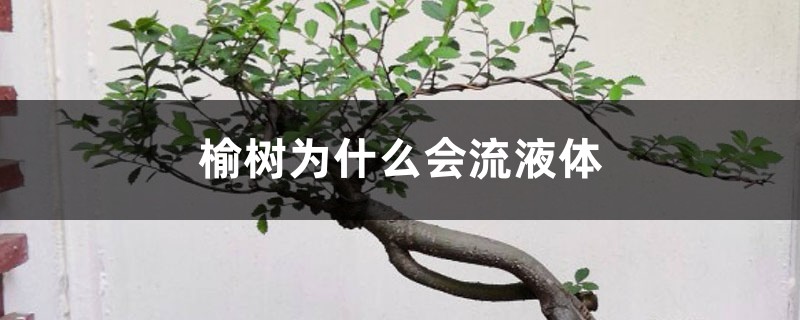 榆树腐烂流液体，伤口流液怎么处理