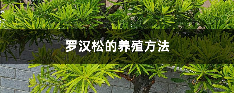 罗汉松的养殖方法