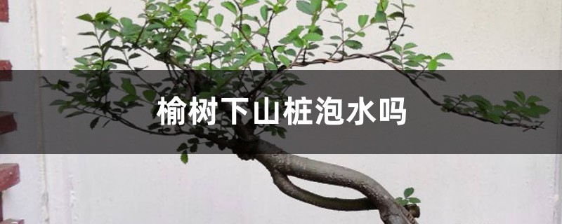 榆树下山桩泡水吗，怎么才能确定成活了