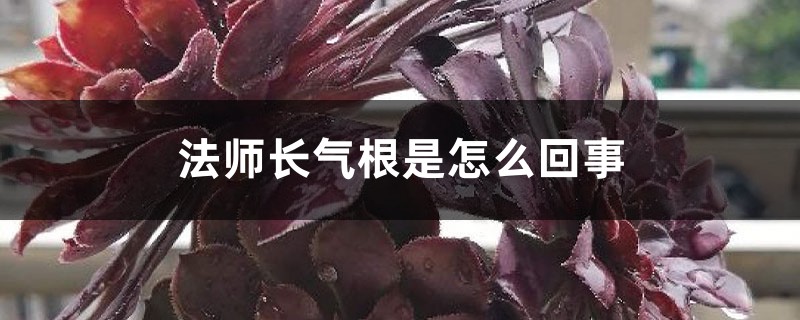 法师长气根是怎么回事，如何处理