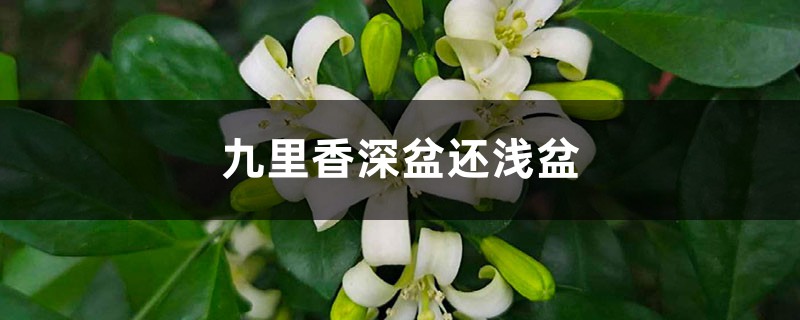 九里香适合深盆还是浅盆，选盆有什么要求