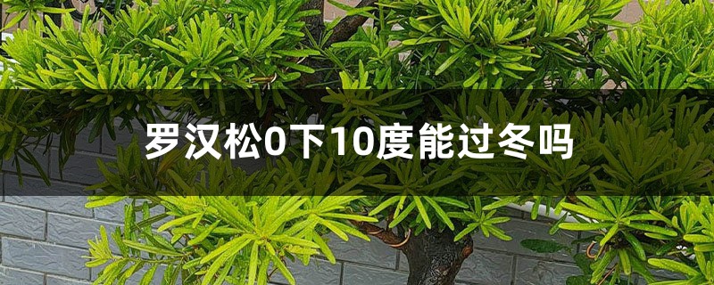 罗汉松如何安全过冬，0下10度能过冬吗