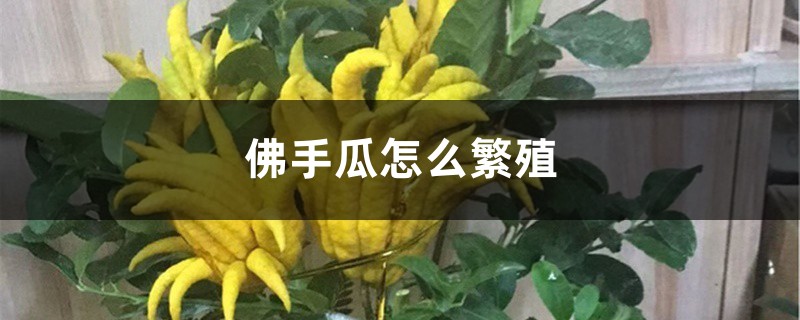佛手瓜怎么繁殖