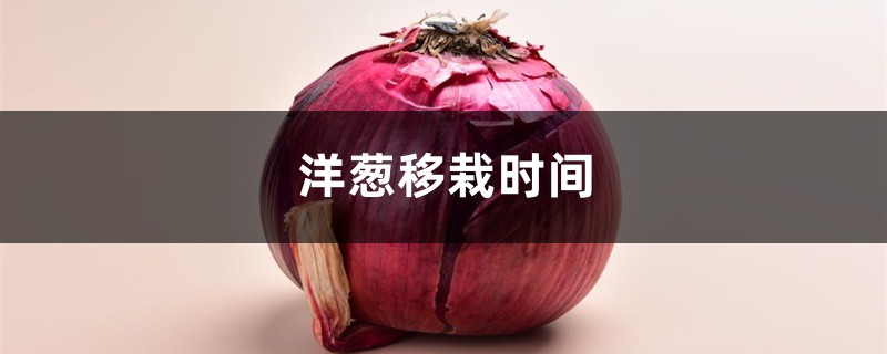 洋葱移栽时间