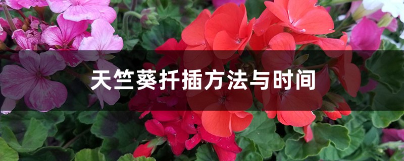 天竺葵扦插方法与时间