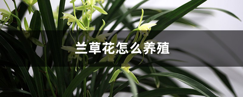 兰草花怎么养殖