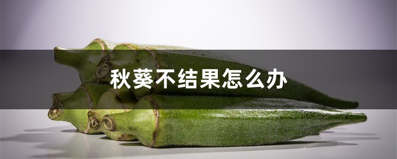 秋葵不结果怎么办，秋葵怎样才能结果