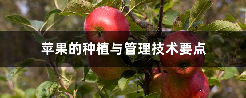 苹果的种植与管理技术要点