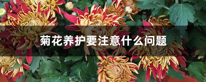 菊花养护要注意什么问题，菊花需要修剪吗