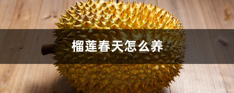 榴莲春天怎么养