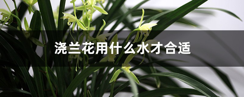 浇兰花用什么水才合适