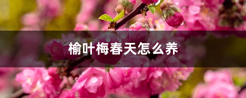 榆叶梅春天怎么养