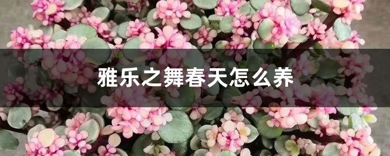 雅乐之舞春天怎么养