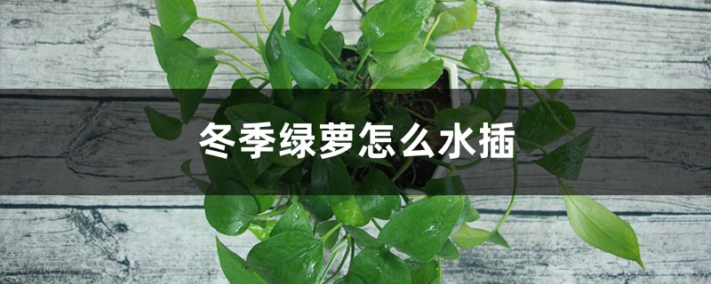 冬季绿萝怎么水插