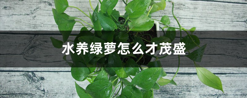 水养绿萝怎么才茂盛