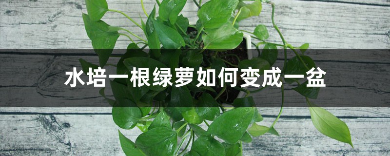 水培一根绿萝如何变成一盆