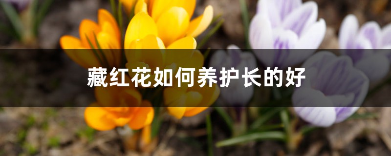 藏红花如何养护长的好，需注意什么