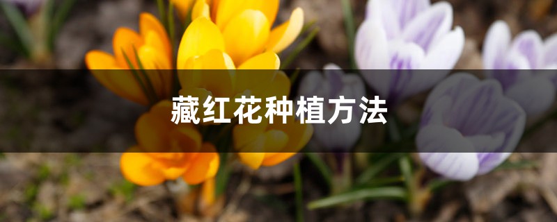 藏红花种植方法，室内可以种植吗