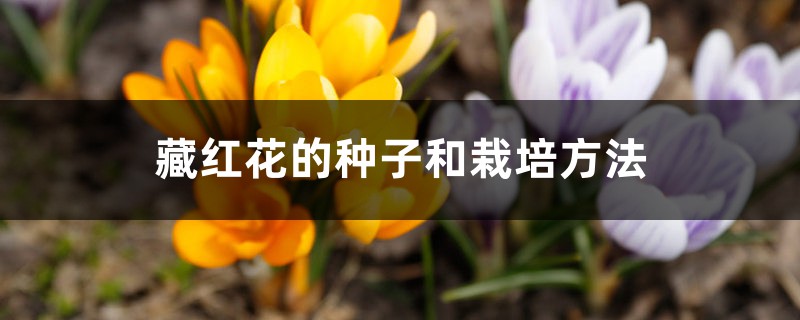 藏红花的种子和栽培方法，藏红花的种植时间