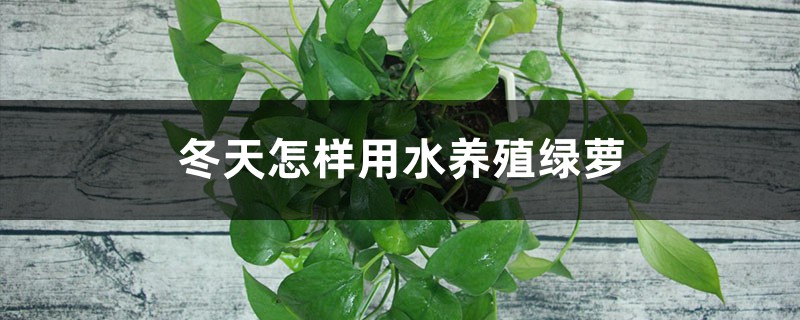 冬天怎样用水养殖绿萝