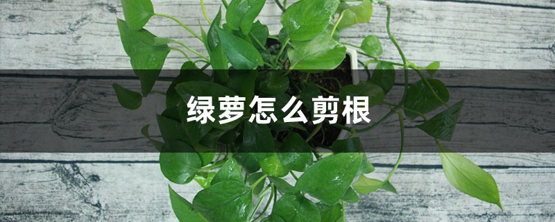 绿萝怎么剪根