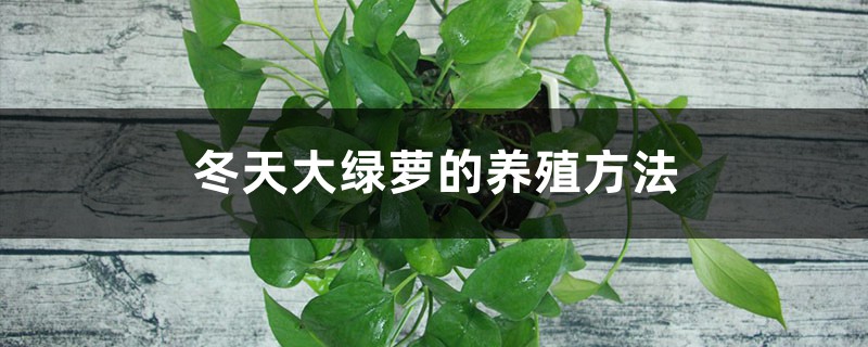 冬天大绿萝的养殖方法