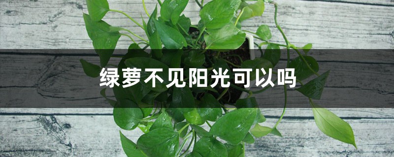 绿萝不见阳光可以吗，下垂对财运好不好