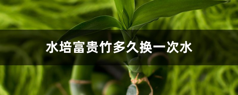 水培富贵竹多久换一次水