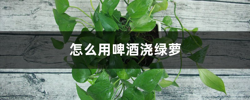 怎么用啤酒浇绿萝