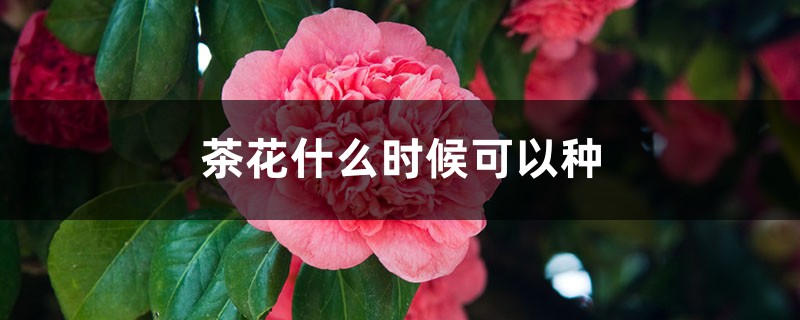 茶花什么时候可以种