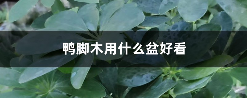鸭脚木用什么盆好看