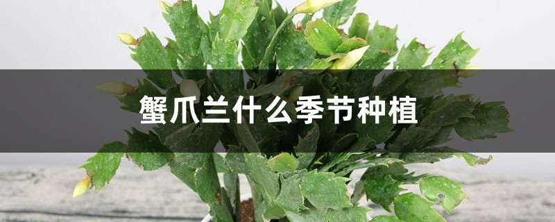 蟹爪兰什么季节种植
