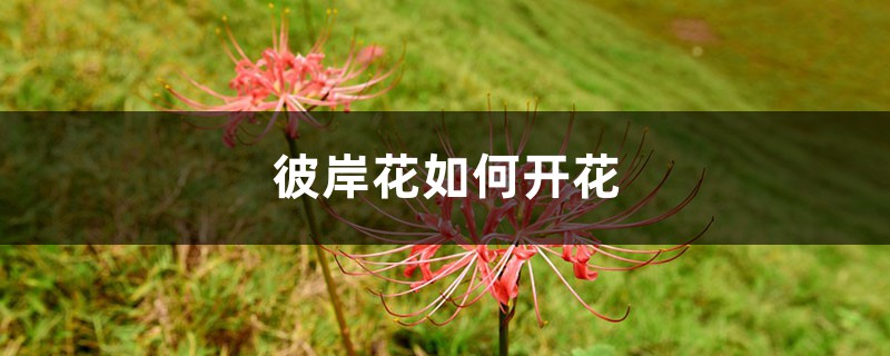 彼岸花如何开花，彼岸花开花后怎么处理
