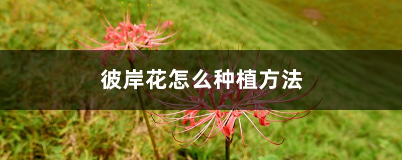 彼岸花怎么种植方法，彼岸花的种植方法和时间